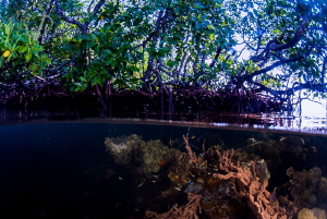 Mangrove Life by Mona Dienhart 